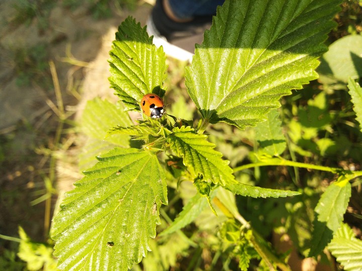 Ladybug!