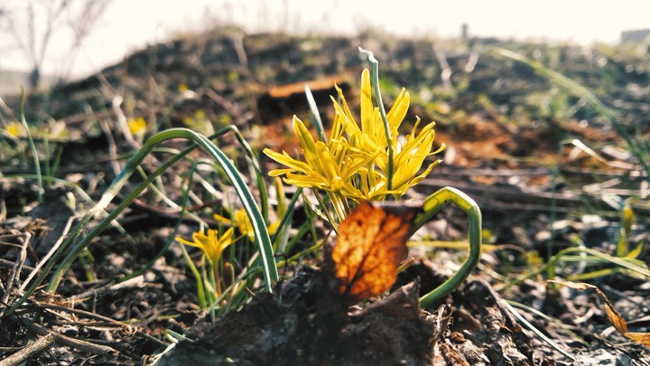 nature flowers