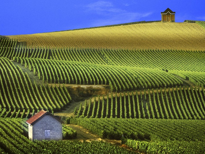 Vineyards, Champagne, France