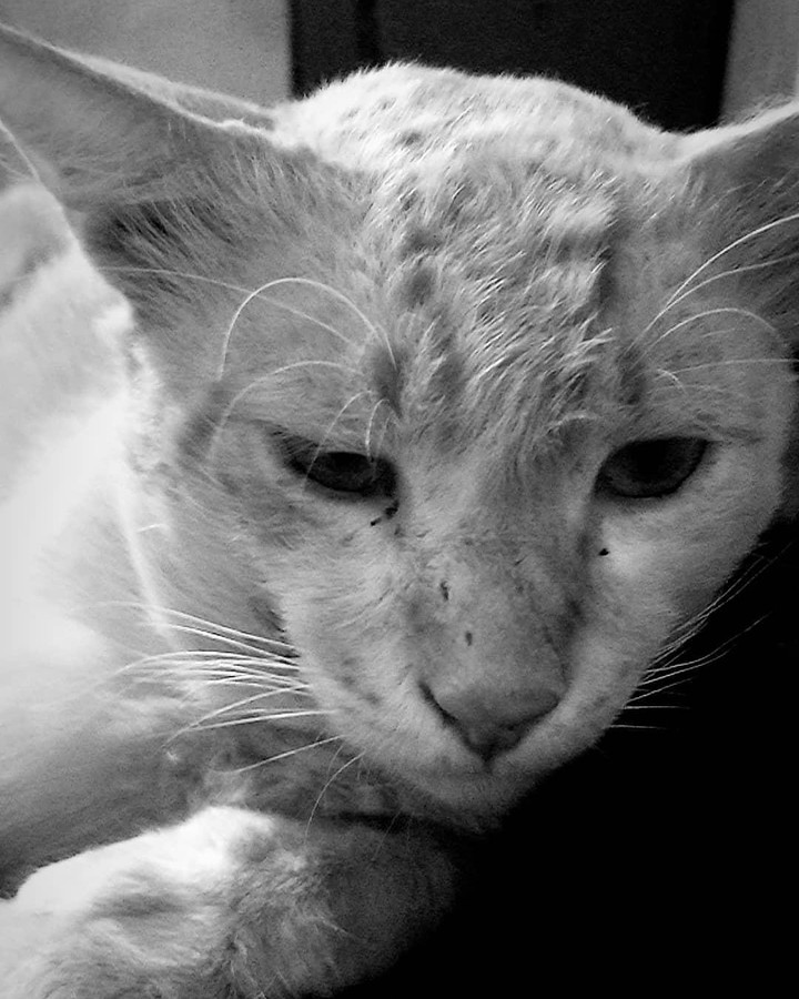 cat