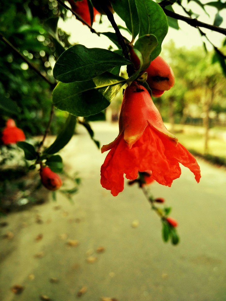The roadside Beauty