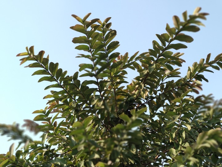 Guava tree