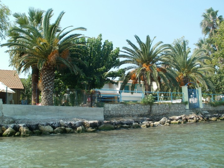 palms .