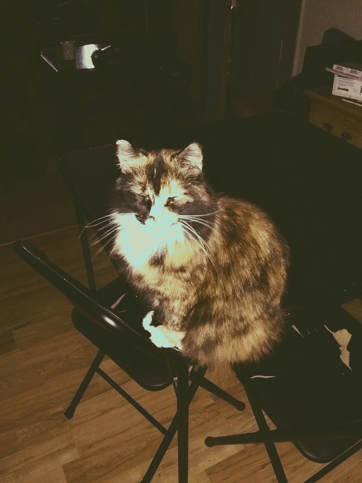 Pippa