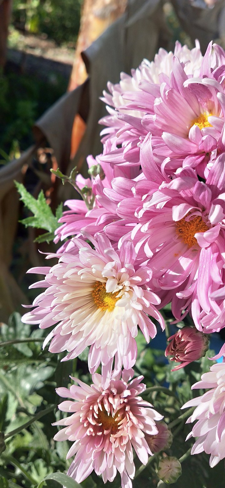 flower