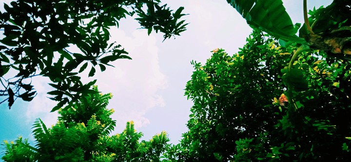 Cloud within trees