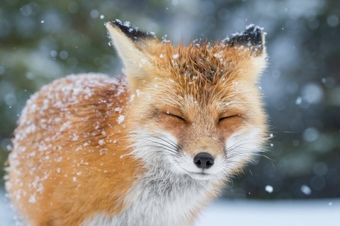 Foxis