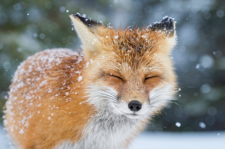 Foxis