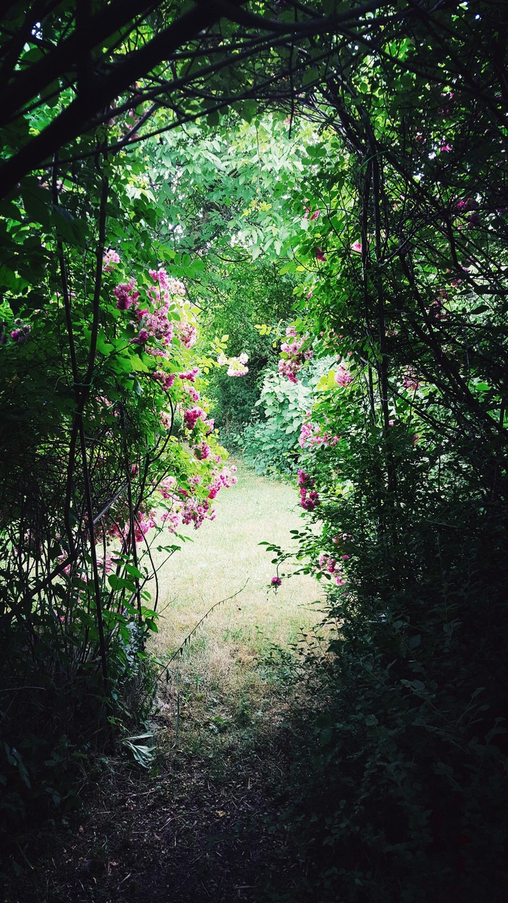 Roses from the inside