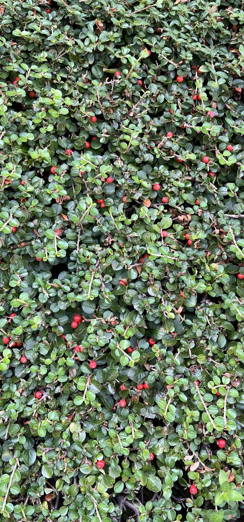 Green, Red, Fruit