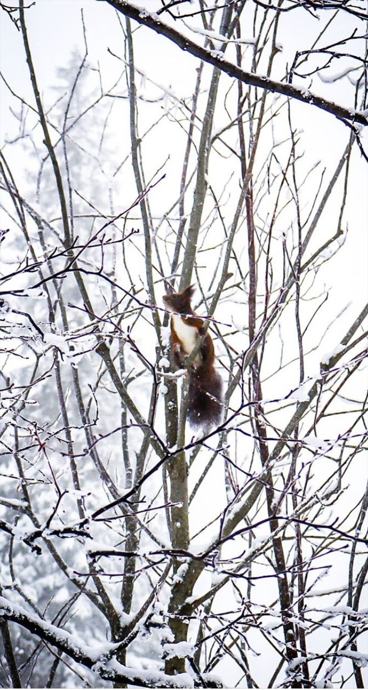 nice squirrel❤️