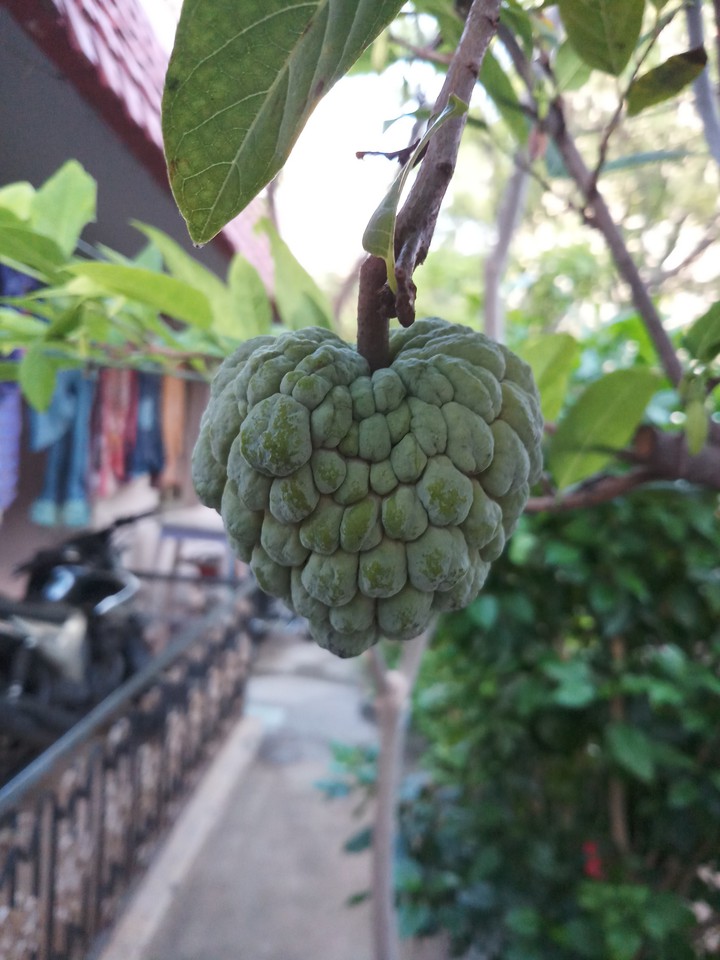 fruit