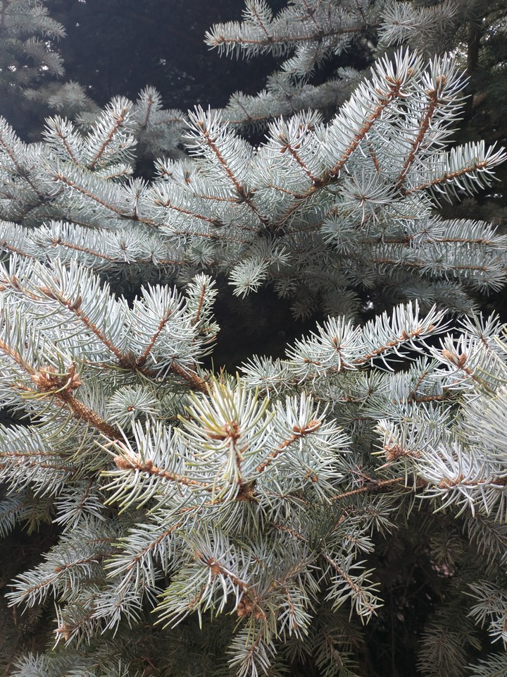tree, nature, fir, winter,