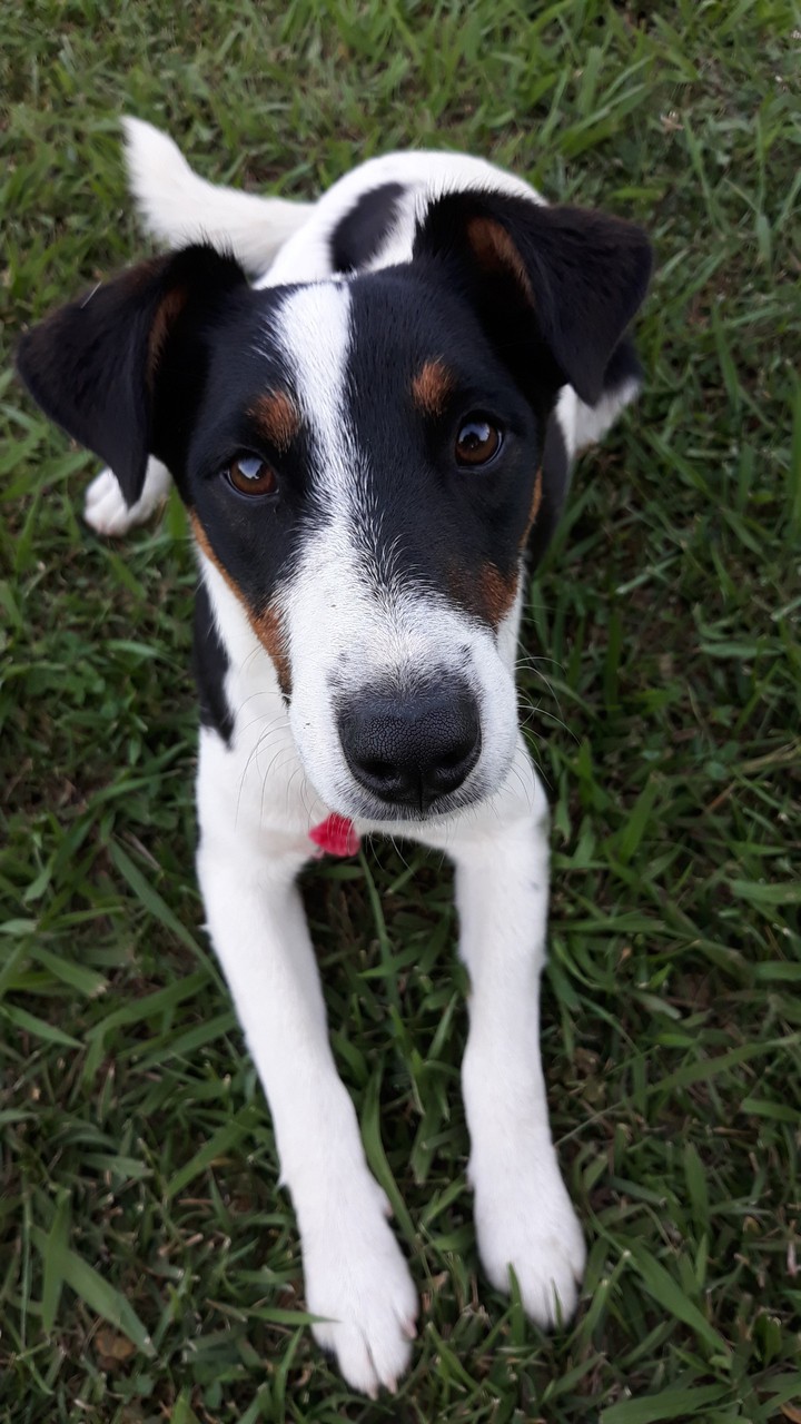 dog