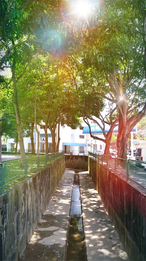 The trees beside the carpark...