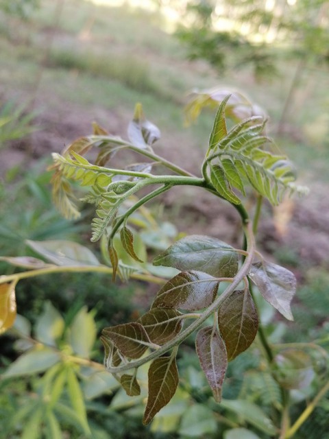 plant