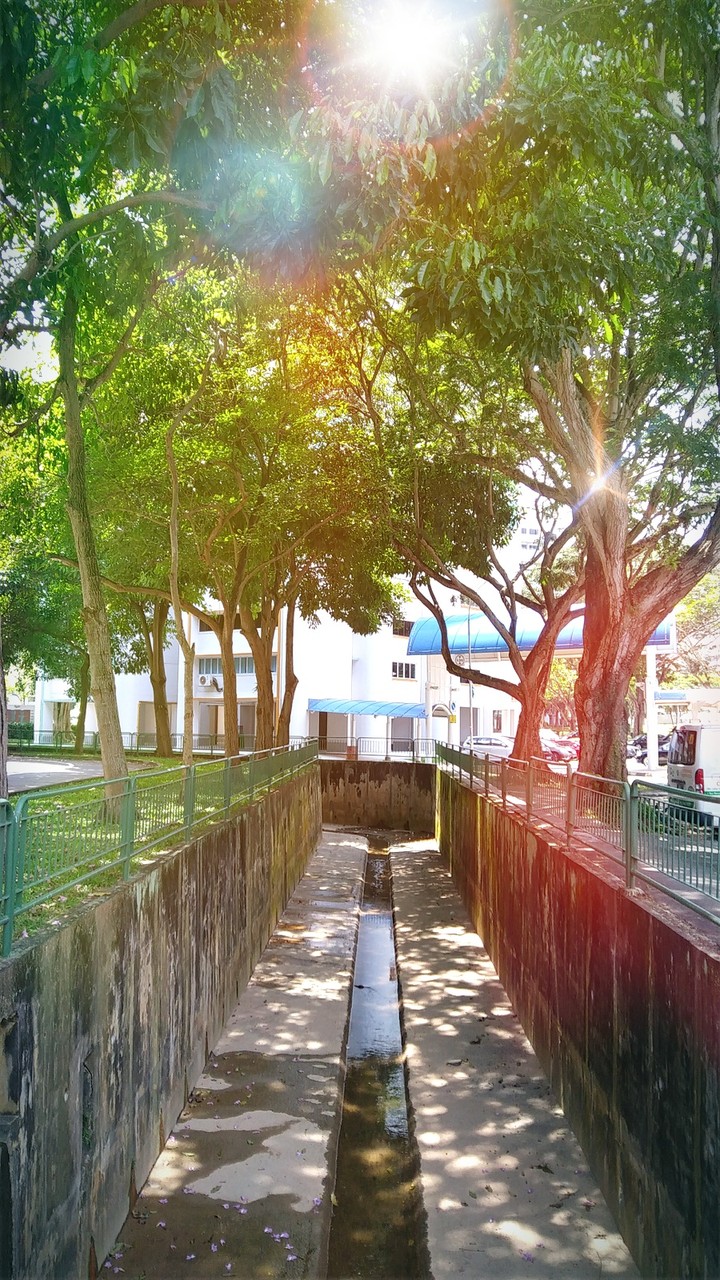 The trees beside the carpark...