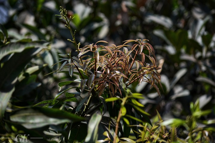nature