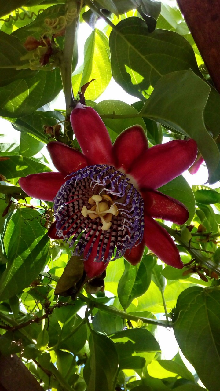 flor de maracujá