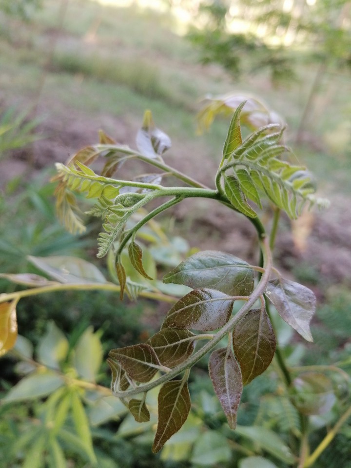plant