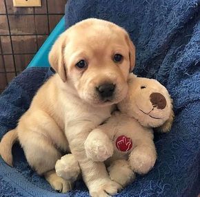 It dog with its play.