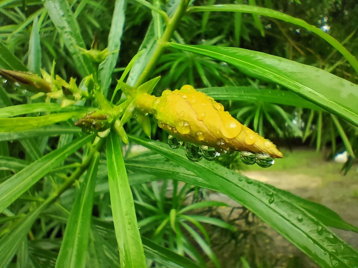 yellow water