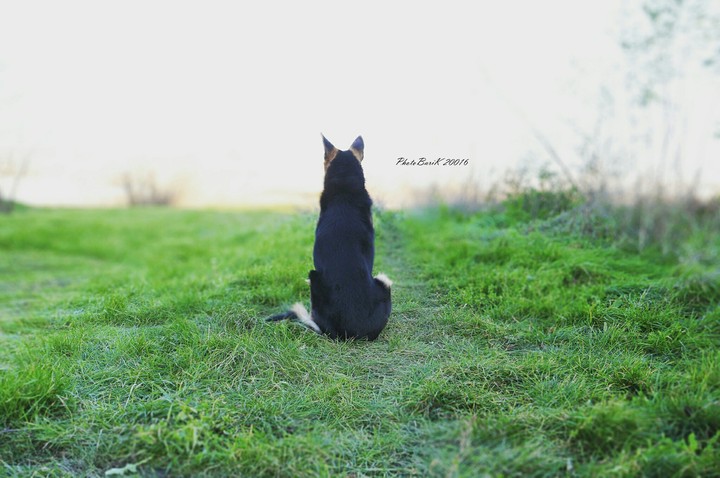 dog...