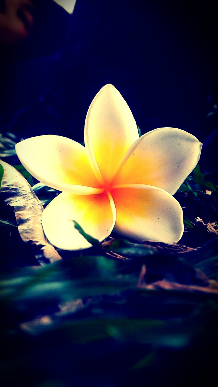 Milk flower ;)