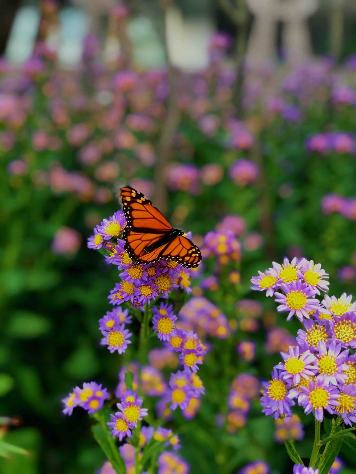 Monarch Butterfly