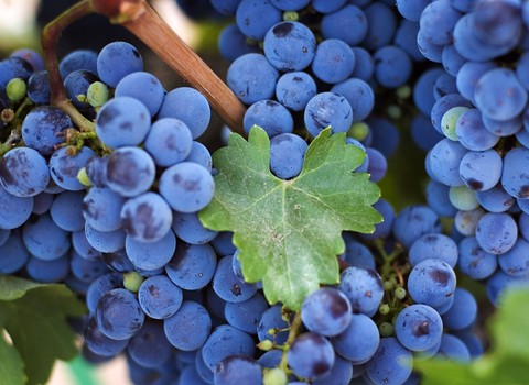 food, blue duvar kağıtları