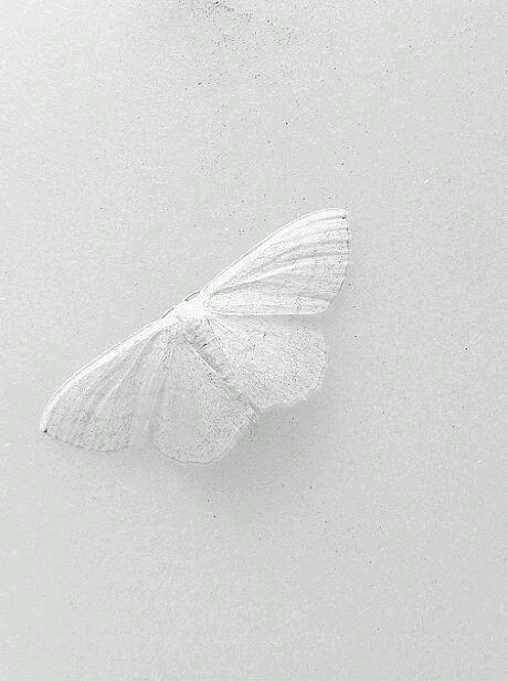 #White Butterfly
