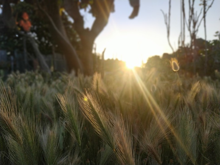 Sun