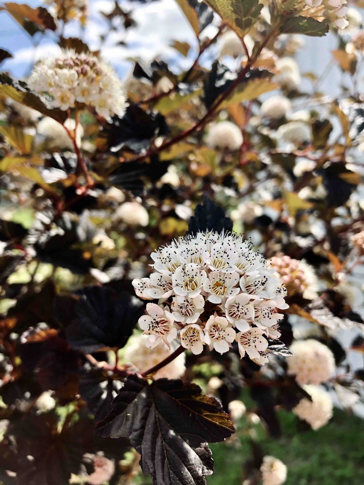shrub
