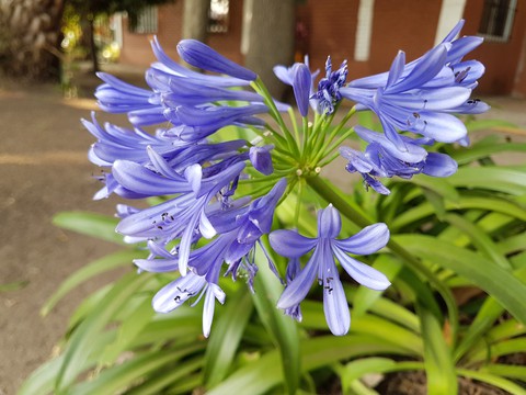 Violeta