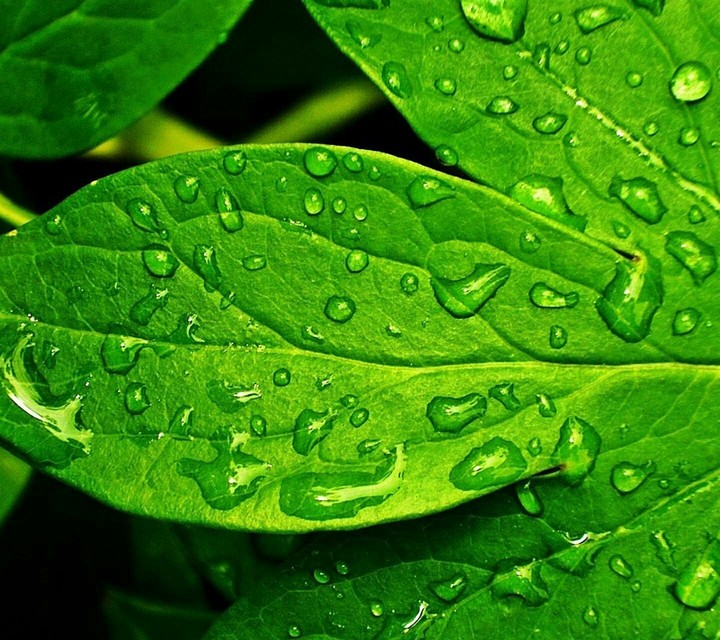 عکس زیبایی از یک برگ خیس