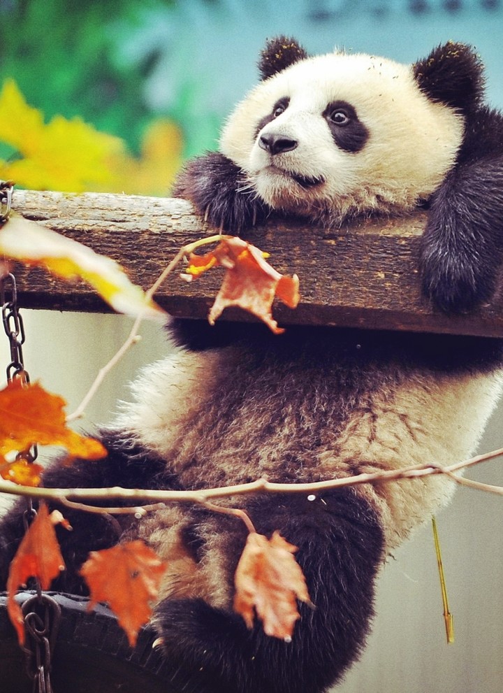autumn