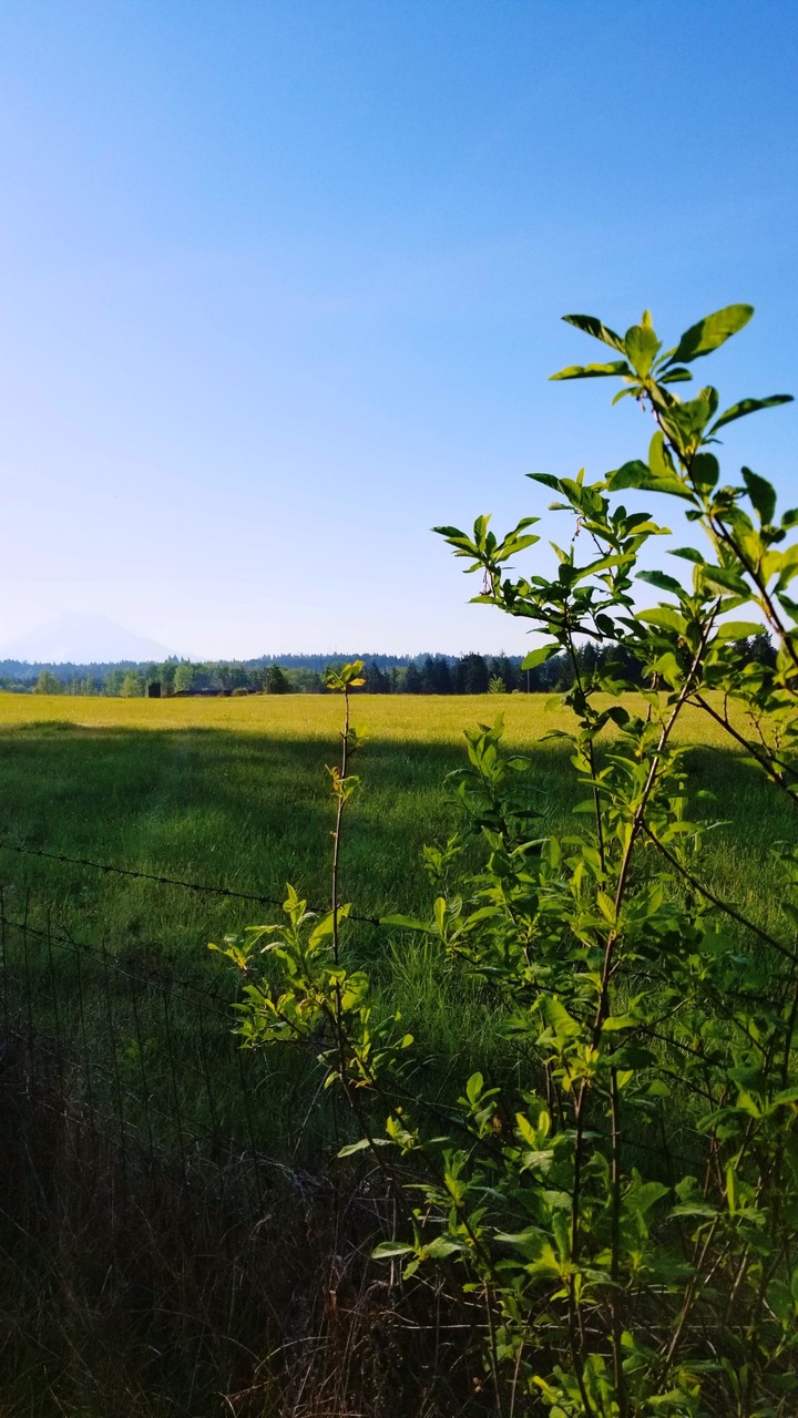 nature