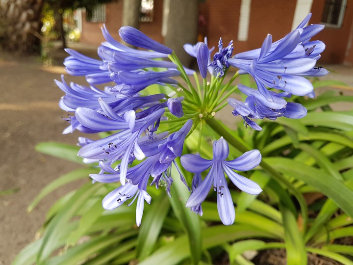 Violeta