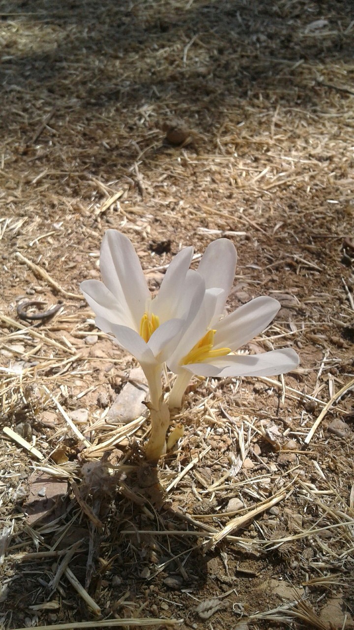 last spring flowers