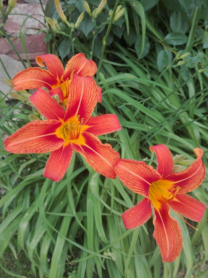 Liliom