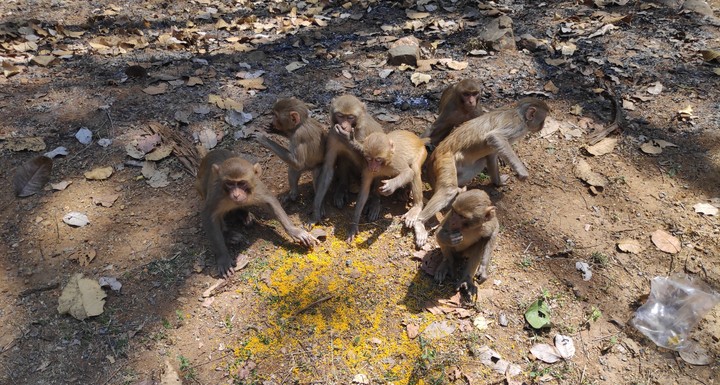 monkeys