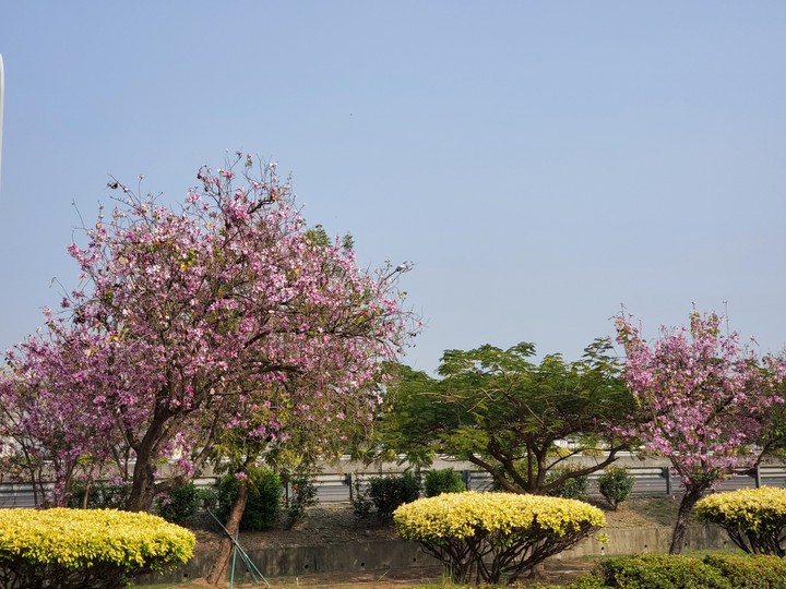 Bauhinia