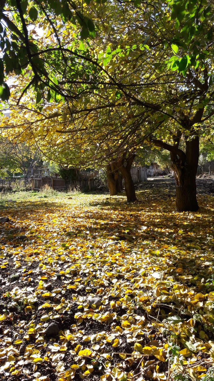 Turkish Autumn