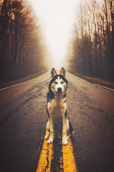 mammal, canidae Hintergrundbilder