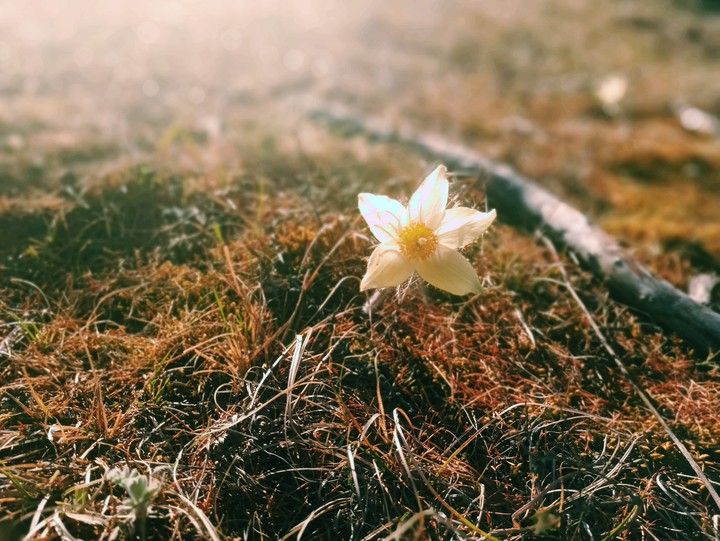 Snowdrop