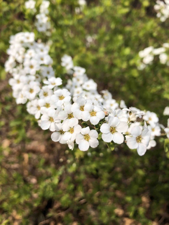white, yellow and green