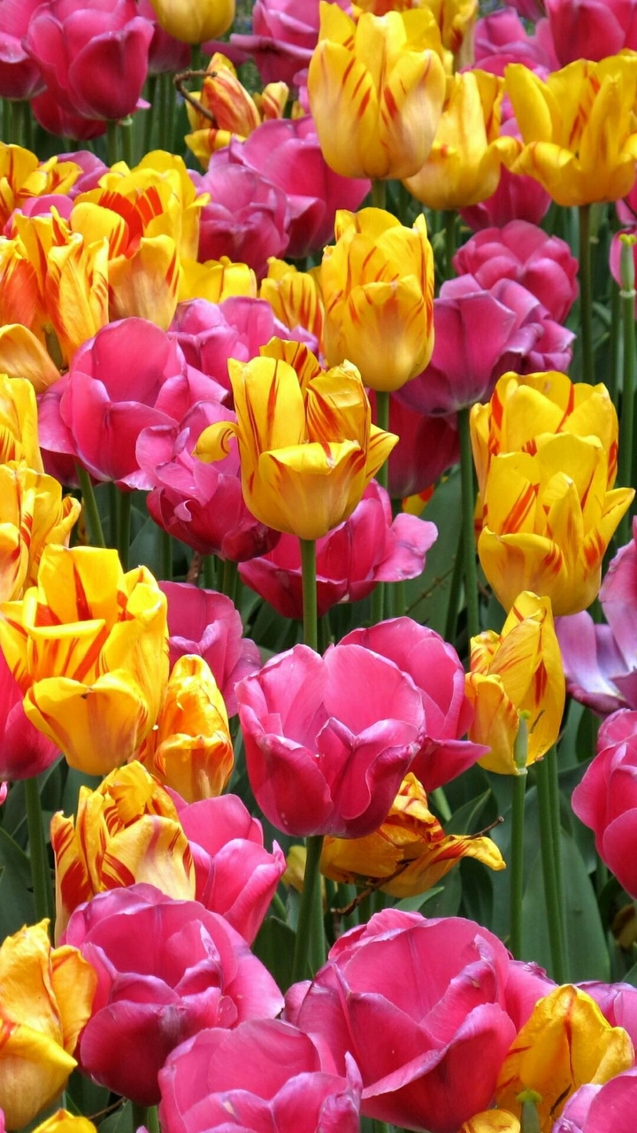 Beautiful Flowers