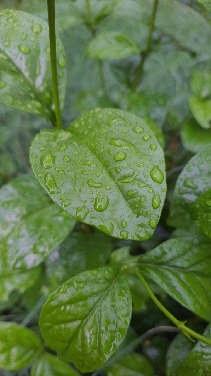 leaf