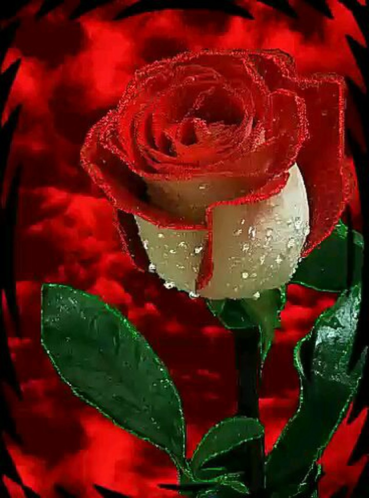rosa vermelha
