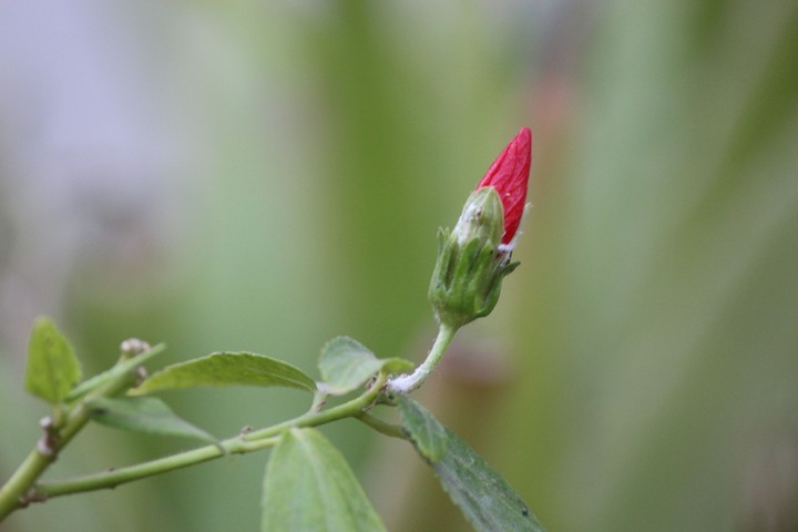 #New birth leaf